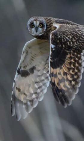 Wildlife Wildlife